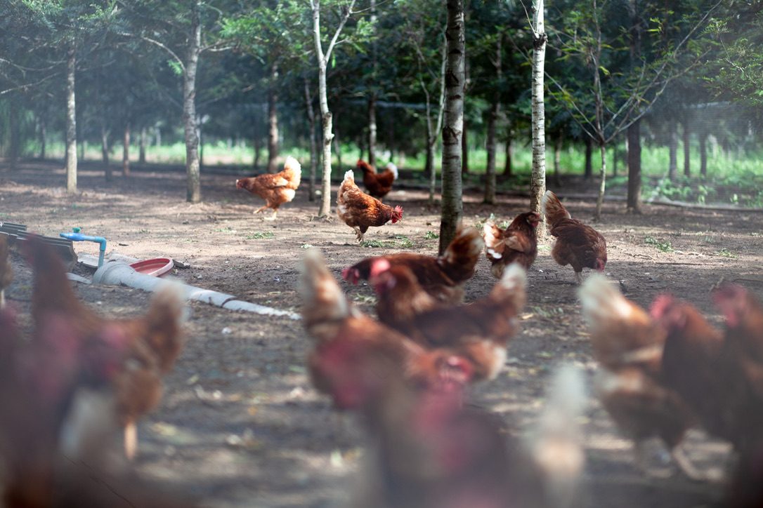 ไก่ปล่อยอิสระใต้ร่มไม้